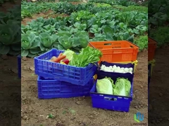 Caja plegable ligera de 27L Caja de cambio de frutas y verduras de malla con mangos